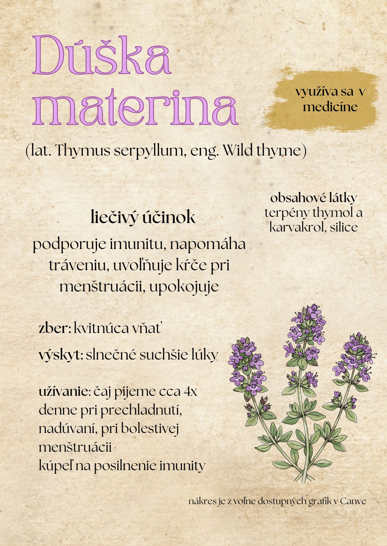 Materina dúška, Thymus serpyllum